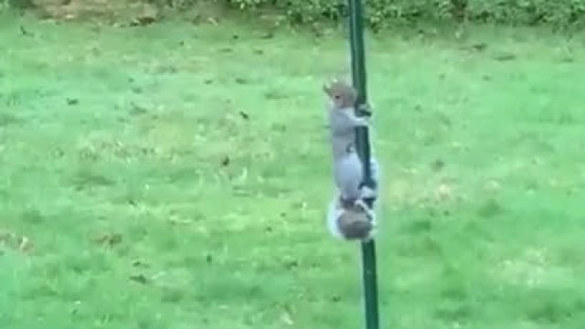 Wiewiórka próbuje ukraść jedzenie dla ptaków
