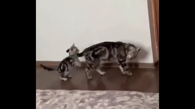 Przyczajony kotek wskoczył na grzbiet swojej matki