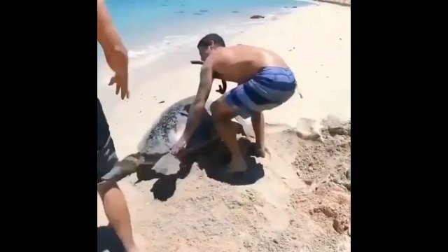 Dwóch mężczyzn na plaży pomogło przewróconemu żółwiowi morskiemu