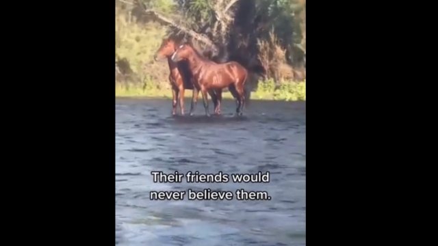 Ciężko w to uwierzyć! Konie płyną tratwą po rzece.