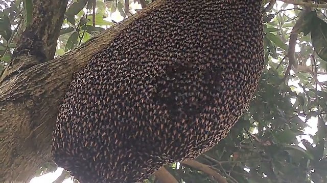 Pszczoły miodne robią falę obroną