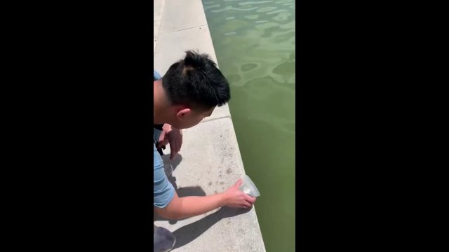 Żółw został wypuszczony do wody. Po kilku sekundach został zjedzony przez rybę