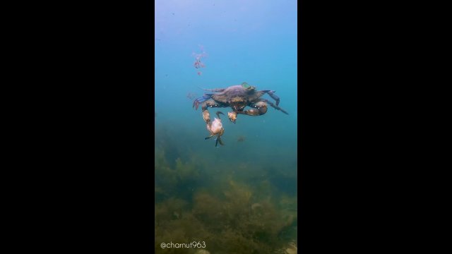 Nurek nagrał rodzimego kraba błękitnego walczącego z inwazyjnym krabem zielonym