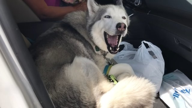 Husky broni swojego prawa do przedniego siedzenia w samochodzie