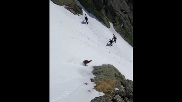 Kozica biegnie w dół zbocza góry z niewiarygodną prędkością