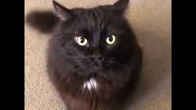 Kiedy kot czegoś chce, ale ty mówisz mu nie