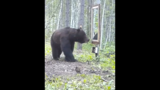 Niedźwiedź wpadł w szał na widok swojego odbicia w lustrze
