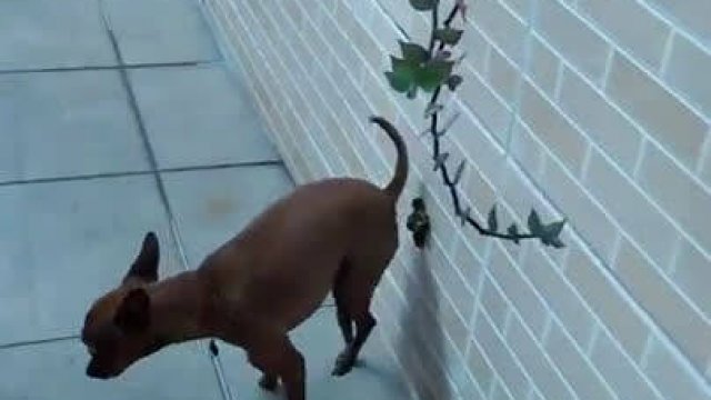 Pies sra na ścianę