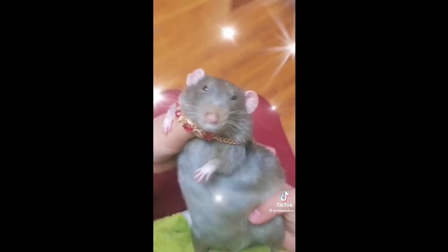 Wychodzi na to, że nawet szczury potrafią tańczyć lepiej ode mnie