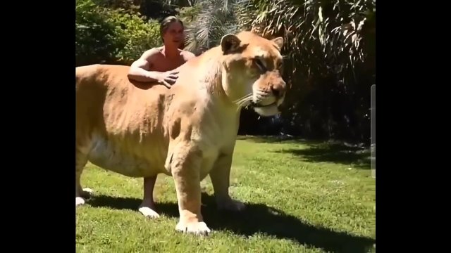 Największy kot na świecie to połączenie tygrysa z lwem