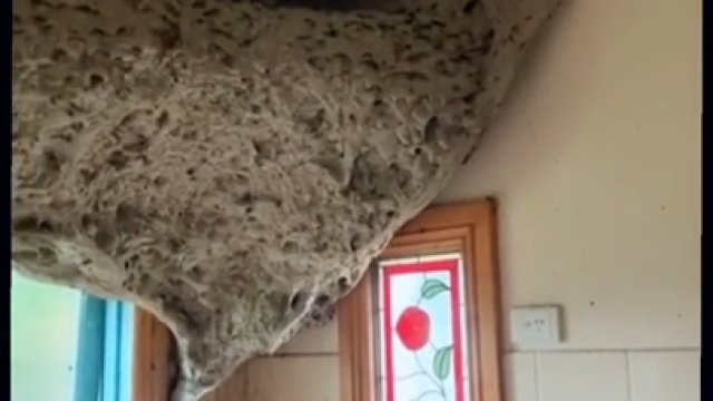 Gigantyczne gniazdo os odkryte w budynku w Australii