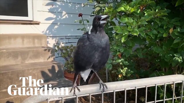 Australijski ptak udaje syrenę