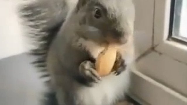 Wiewiórka przynosi szyszki, by wymienić je na orzechy
