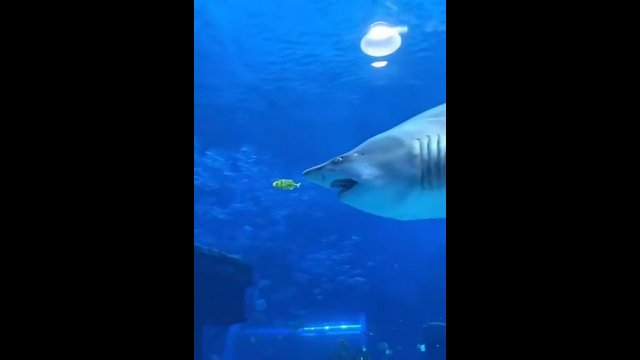 Rekin próbuje zjeść małą rybkę