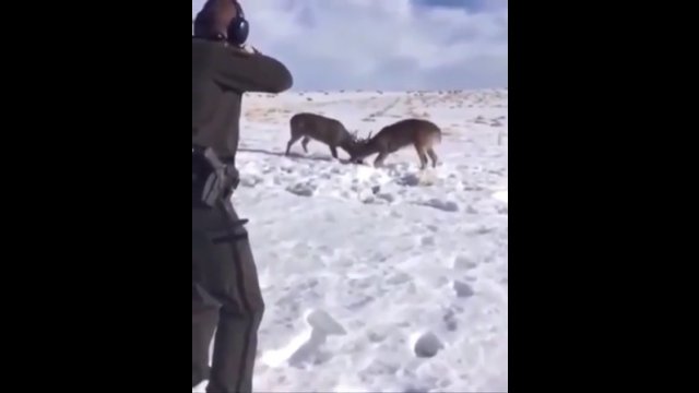 Strzelec wyborowy uratował jelenie, które złączyły się porożami