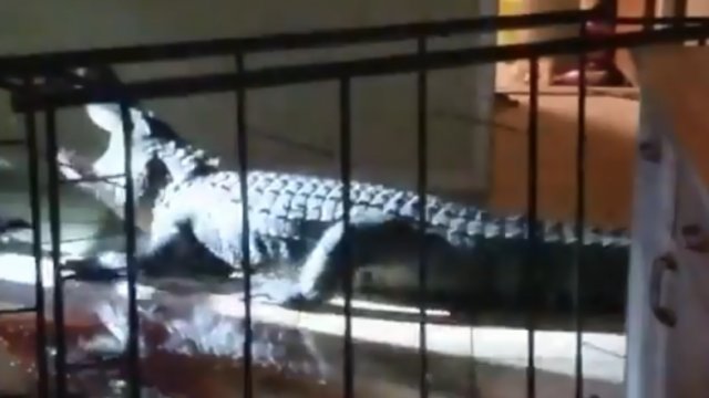 W domu znalazła aligatora. Miał 3 metry!