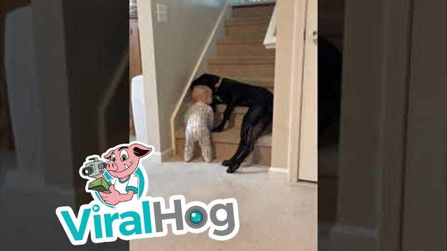Pies pilnuje dziecka na schodach