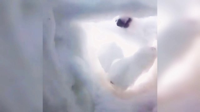 Pies ratujący człowieka uwięzionego pod śniegiem