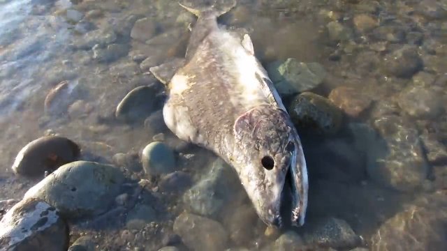 Łososie umierają po kopulacji. Zaczynają gnić, gdy są jeszcze żywe