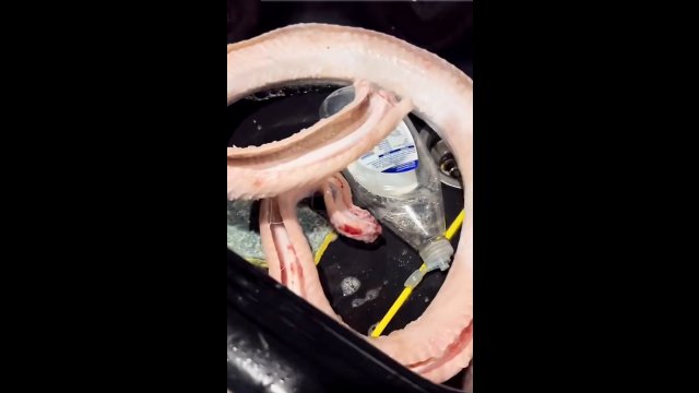 Mięso z węża porusza się i próbuje "ukąsić" kucharza
