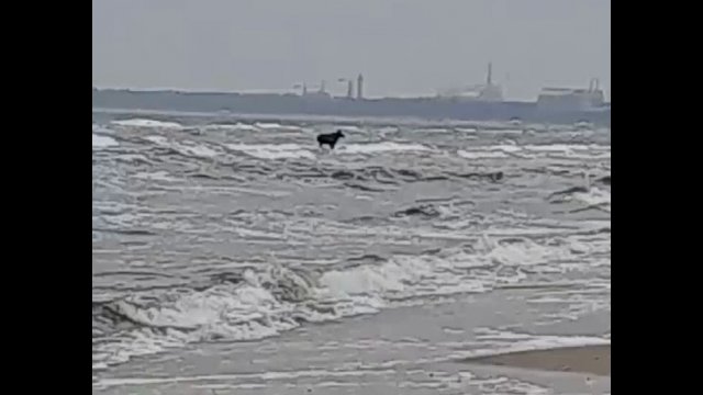 Łoś w Bałtyku! Niemcy stanęli na plaży jak wryci