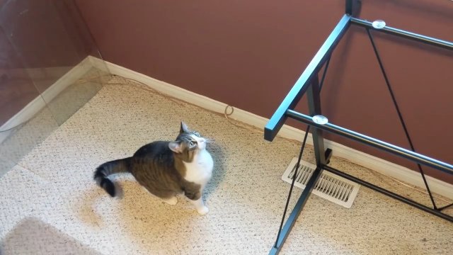 Prankowanie kota za pomocą stolika