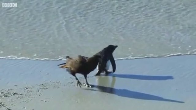Kaczki ratują pingwina