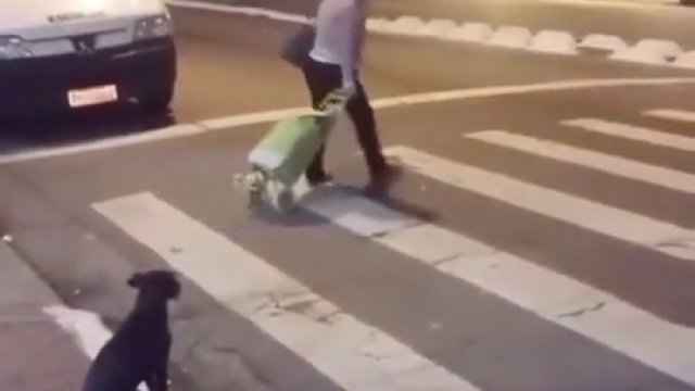 Pies potrafiący przechodzić przez przejście dla pieszych