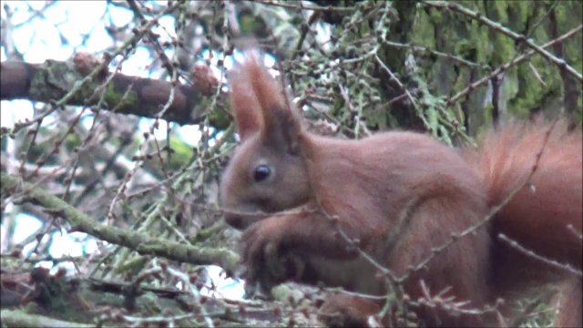 Wiewiórka objada się pestką brzoskwini
