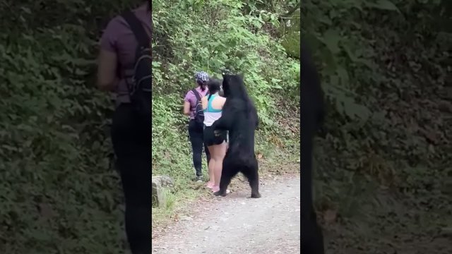 Spotkany niedźwiedź na szlaku próbuje się zaprzyjaźnić
