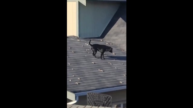 Gówniana sprawa! Pies upodobał sobie dach domu, jako miejsce gdzie może się załatwiać