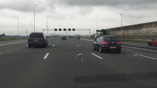 Gołąb autostradowy w Holandii