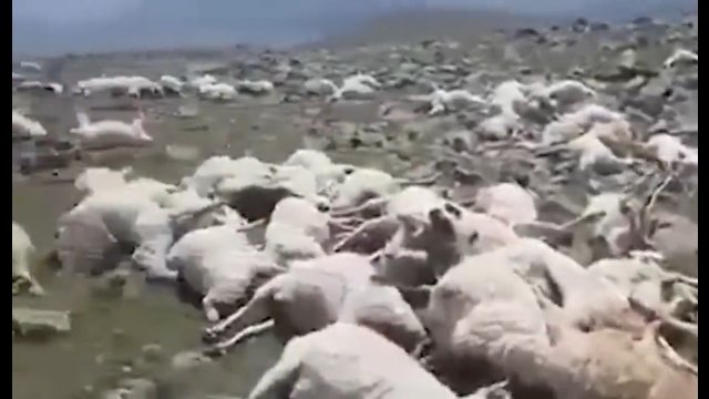 Uderzenie pioruna zabija ponad 500 owiec w Gruzji