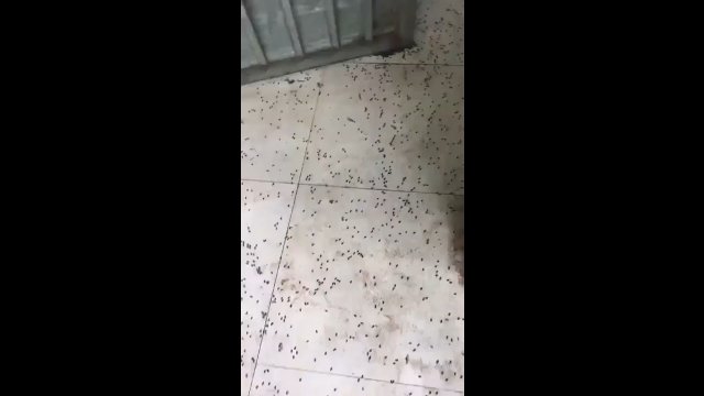 Przerażająca inwazja robaków. Jak można było doprowadzić dom do takiego stanu?!