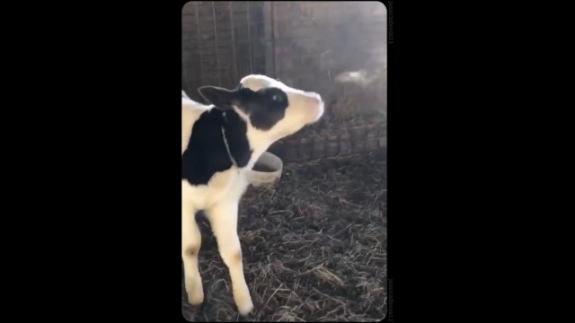 Krowa eksperymentuje z kondensacją