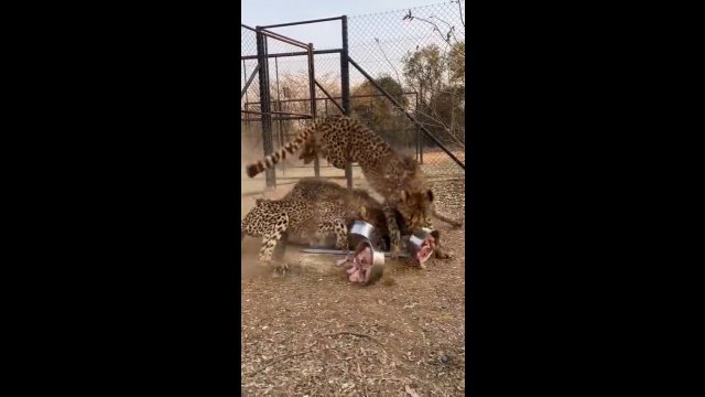 Karmienie gepardów w zoo. Walka o każdy kawałek mięsa [WIDEO]