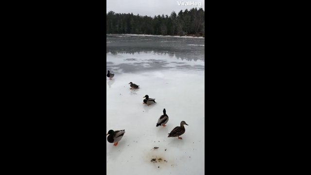 Tak lądują kaczki, gdy powierzchnia jeziora jest zamarznięta