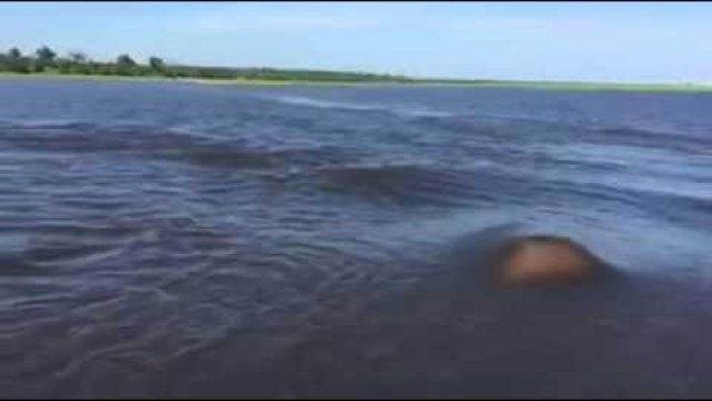 Jak szybko hipopotamy mogą poruszać się w wodzie?