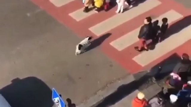 Bezdomny pies pomaga bezpiecznie przeprowadzić przedszkolaków przez ulicę
