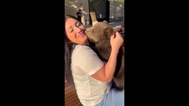Uroczo wyglądający niedźwiadek ugryzł kobietę w podbródek, gdy ta próbowała go przytulić