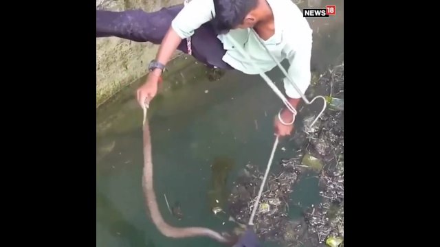 Facet ratuje kobrę przed utonięciem w studni