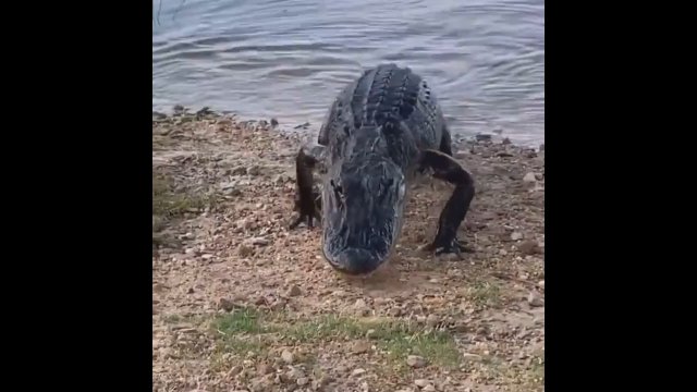 Ten aligator dokładnie wie, czego chce i nie jest to ryba [WIDEO]