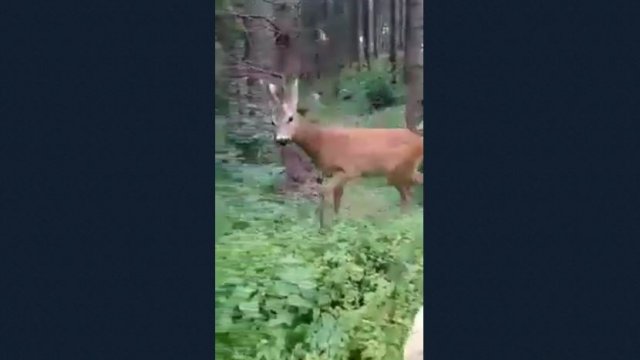 Bambi pokazał co potrafi