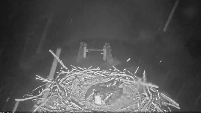 Mama ptak chroni swoje jaja przed burzą gradową w Kolorado
