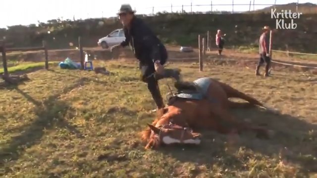 Koń udaje martwego za każdym razem gdy ktoś próbuje go ujeżdżać