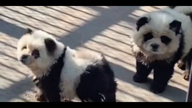 Skandal w chińskim zoo. Przemalowali psy, żeby wyglądały jak pandy! [WIDEO]