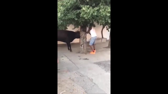 Facet chowa się za drzewem przed wściekłym bykiem
