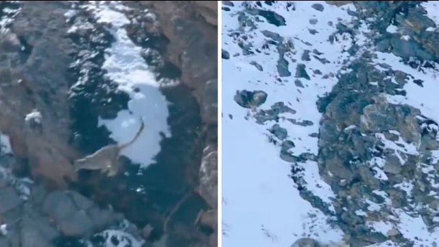 Nagrano panterę śnieżną skacząca z 60-metrowego klifu, w celu złapania swojej ofiary [WIDEO]