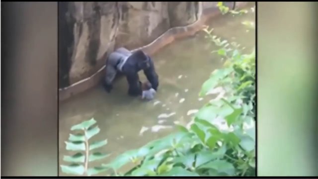 Zabito goryla w zoo, żeby ratować 4-latka. Dziecko wtargnęło na wybieg