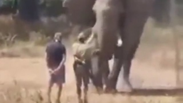 Słoń zaczął biec prosto na ludzi, a oni... nic